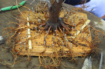 Cách sắp xếp bộ rễ Bonsai
