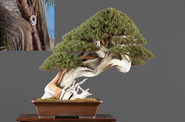 Cách tạo bonsai Tanuki